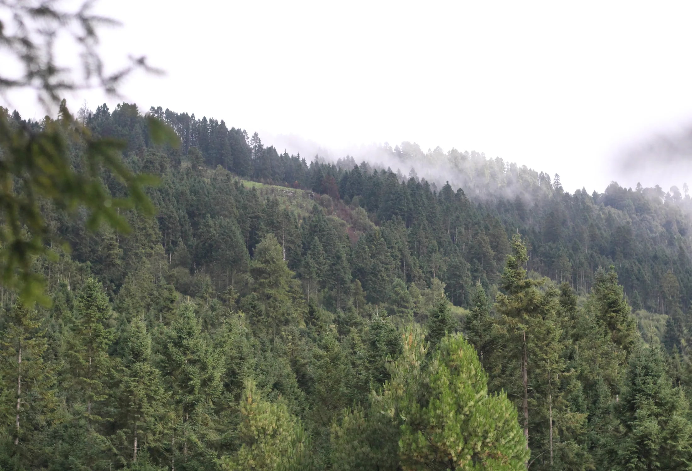 Bosque de montaña entre neblina en el territorio de Malinalco