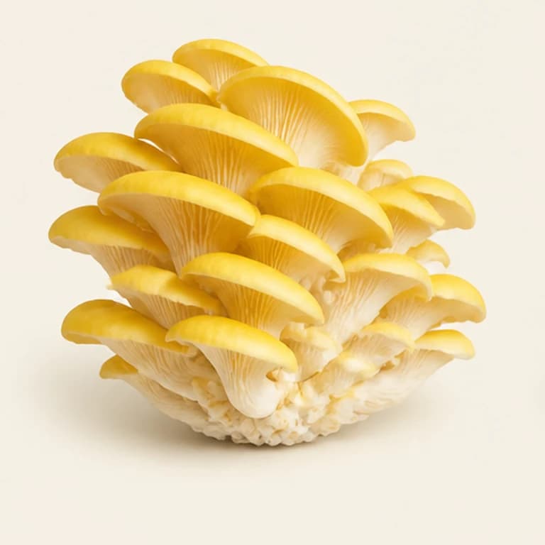Representación fotográfica de un racimo de setas ostra amarillas sobre fondo crema